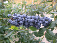 Blueberry Blue Bayou PVR