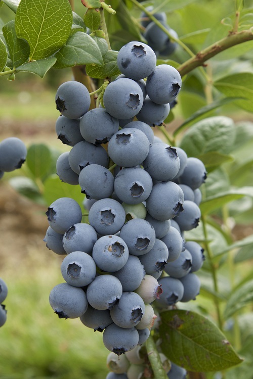 Blueberry 'Valor'
