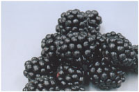 Blackberry Black Satin
