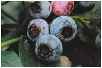 Blueberry Takahe PVR