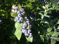 Blueberry Dolce Blue PVR
